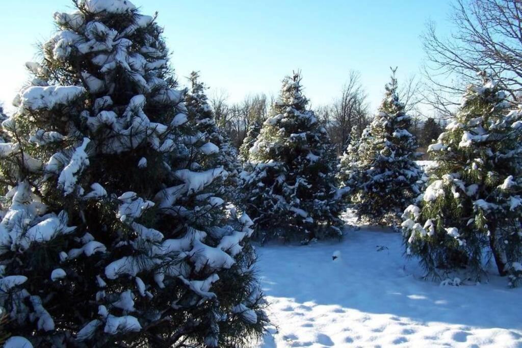 Rural Life On A Real Christmas Tree Farm! Hallmark Experience! Ozark ภายนอก รูปภาพ