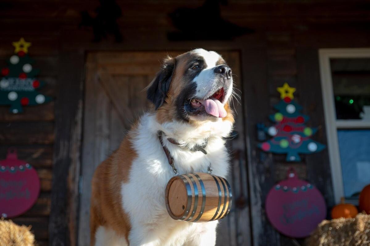 Rural Life On A Real Christmas Tree Farm! Hallmark Experience! Ozark ภายนอก รูปภาพ