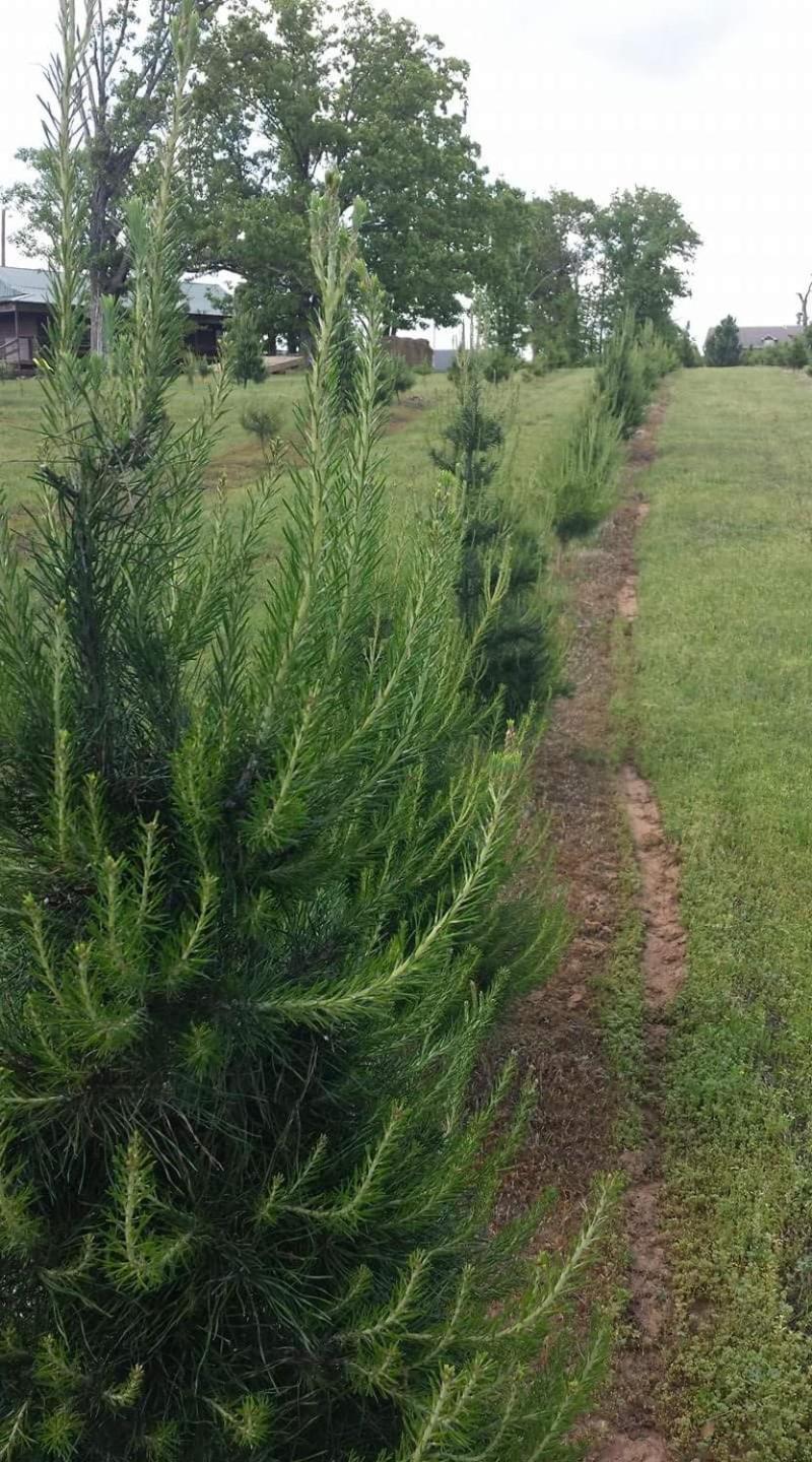 Rural Life On A Real Christmas Tree Farm! Hallmark Experience! Ozark ภายนอก รูปภาพ
