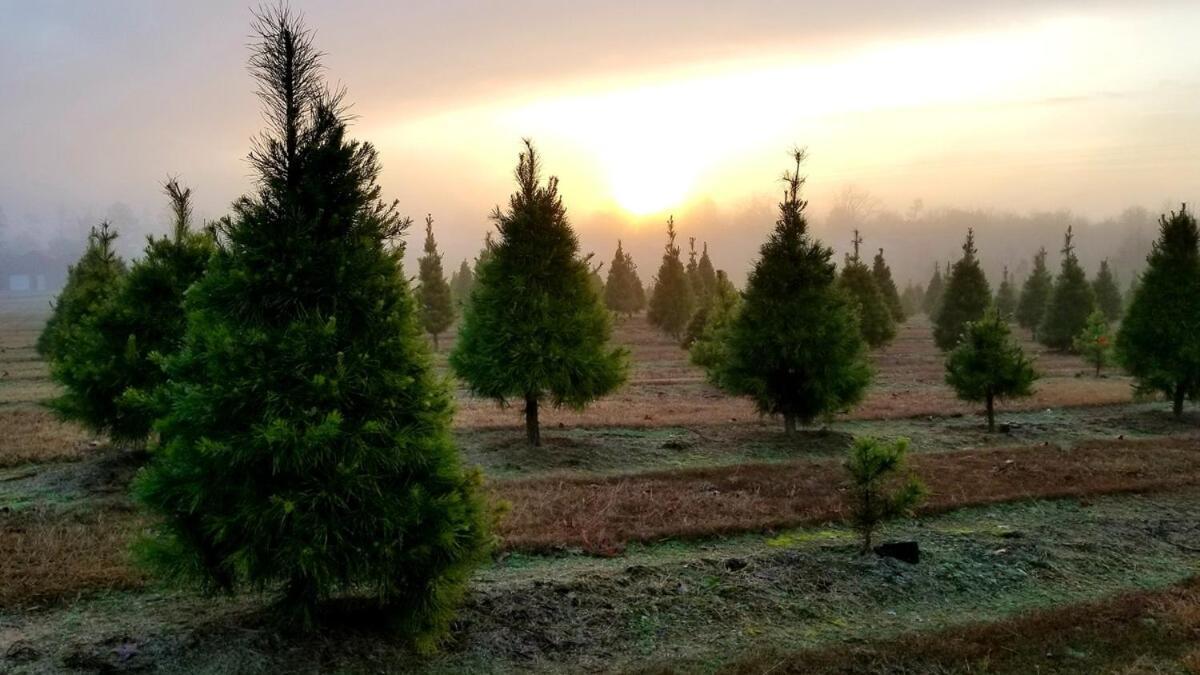 Rural Life On A Real Christmas Tree Farm! Hallmark Experience! Ozark ภายนอก รูปภาพ