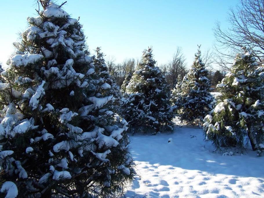 Rural Life On A Real Christmas Tree Farm! Hallmark Experience! Ozark ภายนอก รูปภาพ