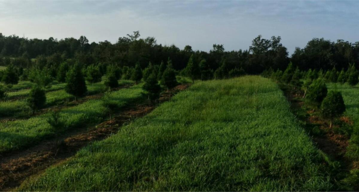 Rural Life On A Real Christmas Tree Farm! Hallmark Experience! Ozark ภายนอก รูปภาพ
